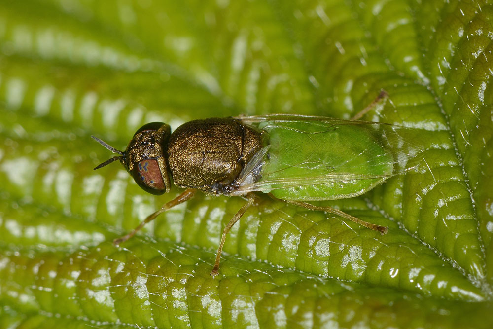 Stratiomydae da id.